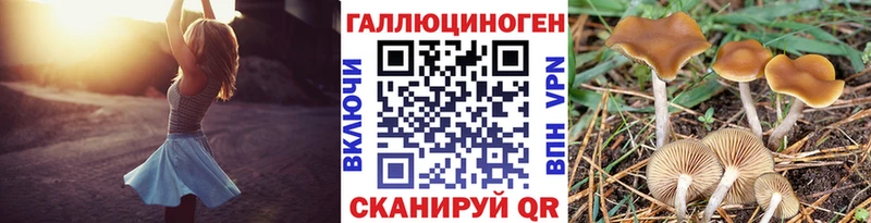 Купить где  Белово  Псилоцибиновые грибы Psilocybine cubensis 